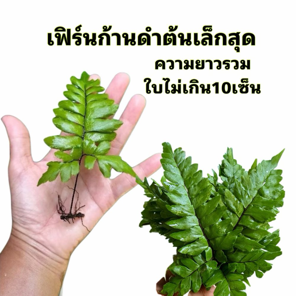 เฟิร์นก้านดำต้นเล็กสุด ต้นละ1บาท สั่งขั้นต่ำ10ต้นขึ้นไปนะคะ