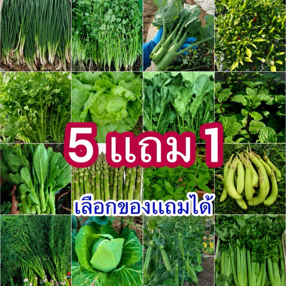 เมล็ดพันธุ์ผักสวนครัว🌱 ซื้อ5 เเถม 1[ได้ไป 6ชิ้น]🔥เลือกของเเถมได้