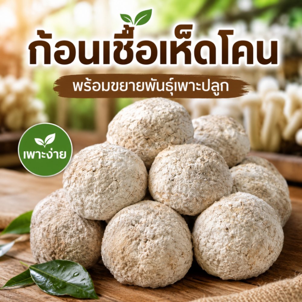 หัวเชื้อเห็ดโคนแท้(4ก้อน)สูตรเข้มข้น ปลูกง่าย ออกดอกดี ชุดเพาะเห็ดโคนพร้อมปลูก