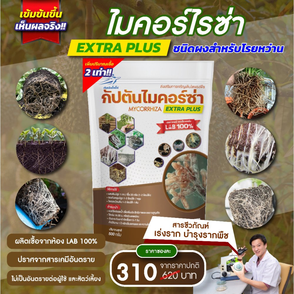 ไมคอร์ไรซ่า กัปตัน สูตรเข้มข้น เชื้อ 2 เท่า อัพอาหารเชื้อ (500กรัม) เพาะเชื้อจาก LAB ปลอดภัย 100%